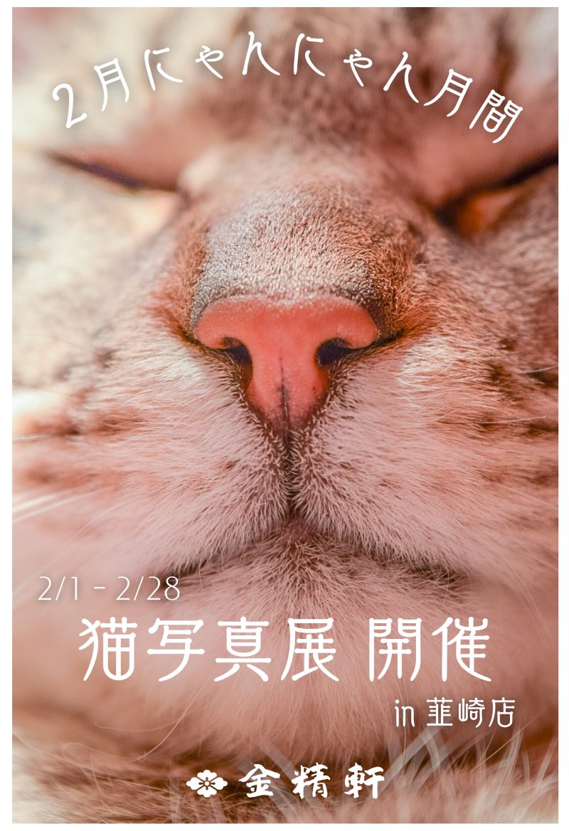 猫写真展