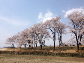 台ヶ原の桜